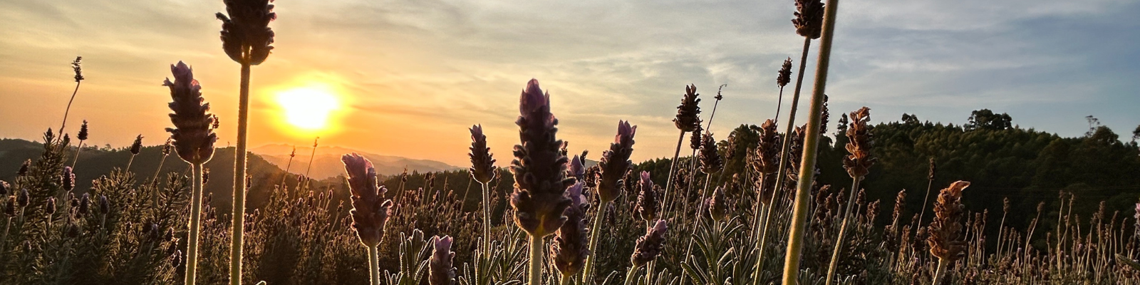 Lavandas no pôr do sol